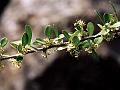 Notched-Leaf Spike Thorn
